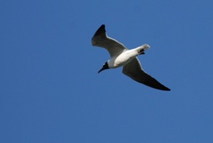 Leucophaeus atricilla