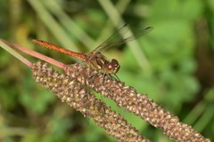 Sympetrum vulgatum