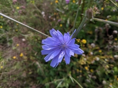 Cichorium intybus
