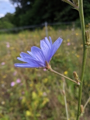 Cichorium intybus