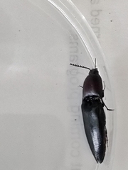 Parallelostethus attenuatus