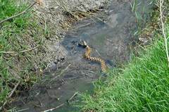Natrix helvetica sicula