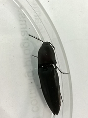 Parallelostethus attenuatus