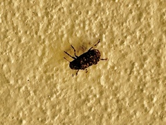 Euparius subtesselatus