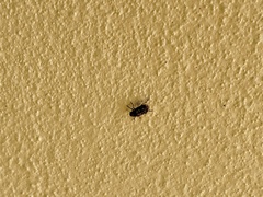 Euparius subtesselatus