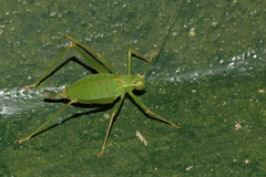 Leptophyes punctatissima