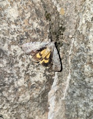 Catocala gracilis