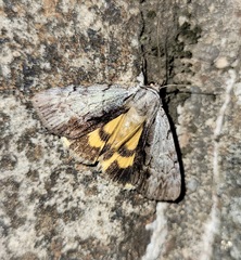 Catocala gracilis