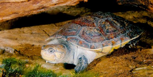 Madagascar Big-headed Turtle