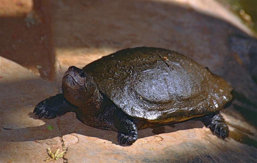 Madagascar Big-headed Turtle