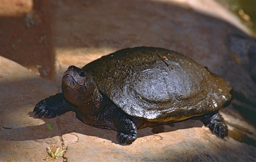 Madagascar Big-headed Turtle