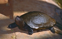 Madagascan Big-Headed Turtle photo 3