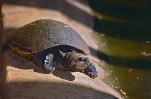 Madagascar Big-headed Turtle