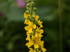 Agrimonia eupatoria