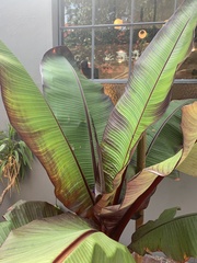 Ensete