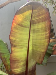 Ensete