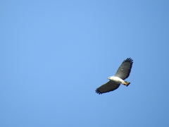 Buteogallus lacernulatus