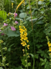 Agrimonia eupatoria