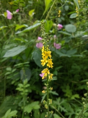 Agrimonia eupatoria