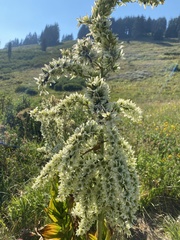 Veratrum californicum