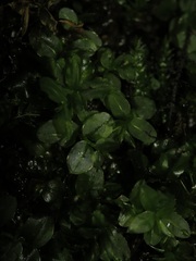 Plagiomnium rostratum