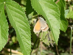 Coenonympha gardetta darwiniana