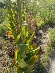 Veratrum californicum