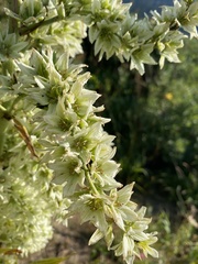 Veratrum californicum