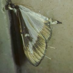 Cydalima perspectalis