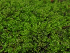 Ctenidium molluscum