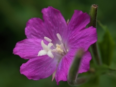 Epilobium hirsutum