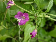 Epilobium hirsutum