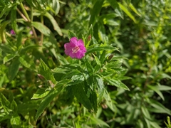 Epilobium hirsutum