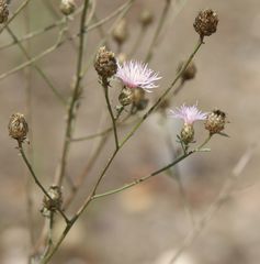 Centaurea deusta