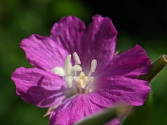 Epilobium hirsutum