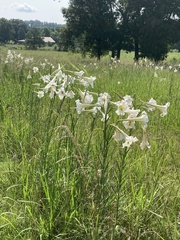 Lilium philippinense