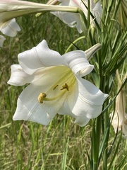 Lilium philippinense