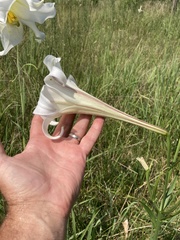 Lilium philippinense