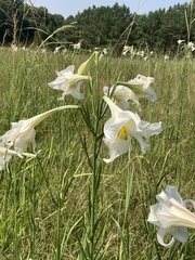 Lilium philippinense