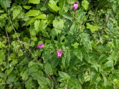 Epilobium hirsutum