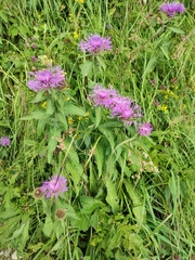 Centaurea phrygia