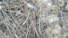 Geomantis larvoides