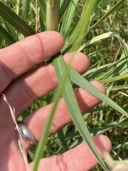 Lilium philippinense