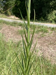Lilium philippinense