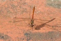 Sympetrum vulgatum