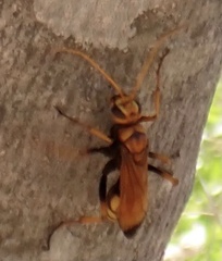 Cryptocheilus annulatus