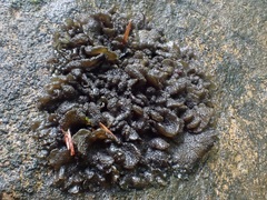 Lathagrium auriforme