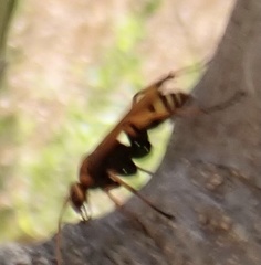 Cryptocheilus annulatus