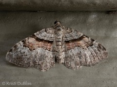 Xanthorhoe packardata