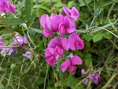 Lathyrus latifolius